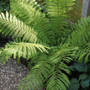 Dicksonia antarctica