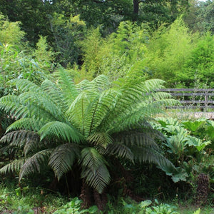 Dicksonia antarctica
