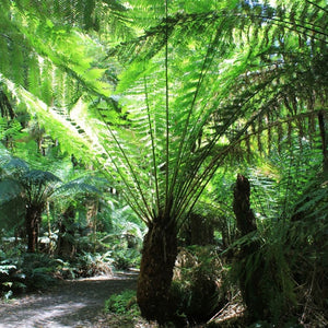 Dicksonia antarctica
