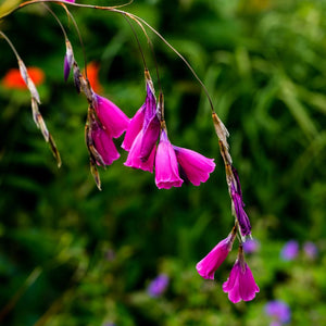 Dierama pulcherrimum