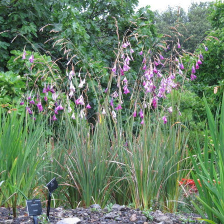 Dierama pulcherrimum