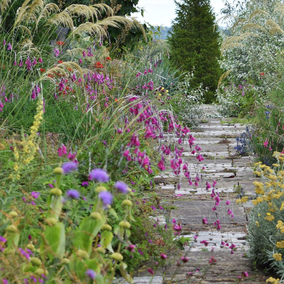 Dierama pulcherrimum