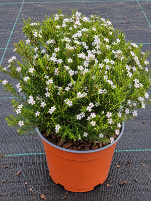 Diosma ericoides ‘Sunset Gold’