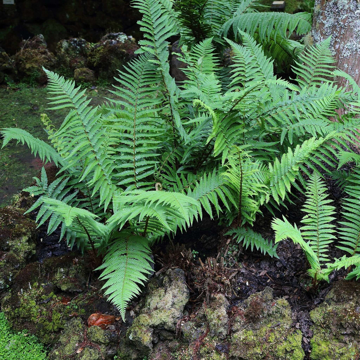 Dryopteris affinis