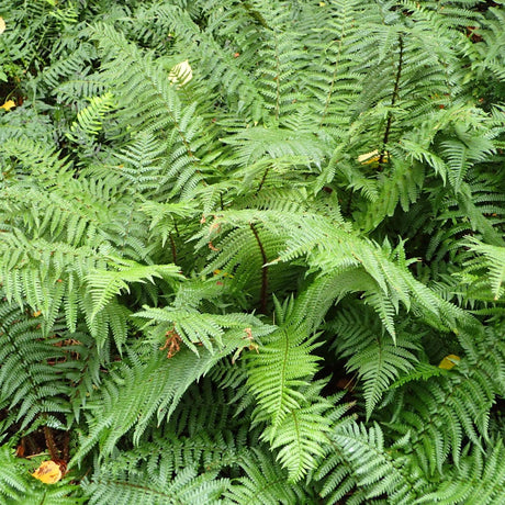 Dryopteris affinis