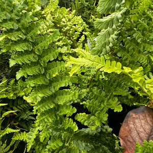 Dryopteris cristata ‘The King’