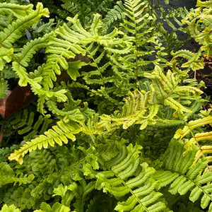 Dryopteris cristata ‘The King’