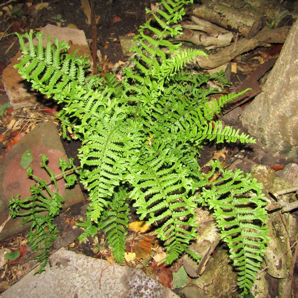 Dryopteris cristata ‘The King’