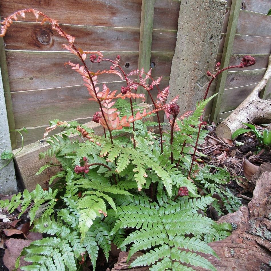 Dryopteris erythrosora