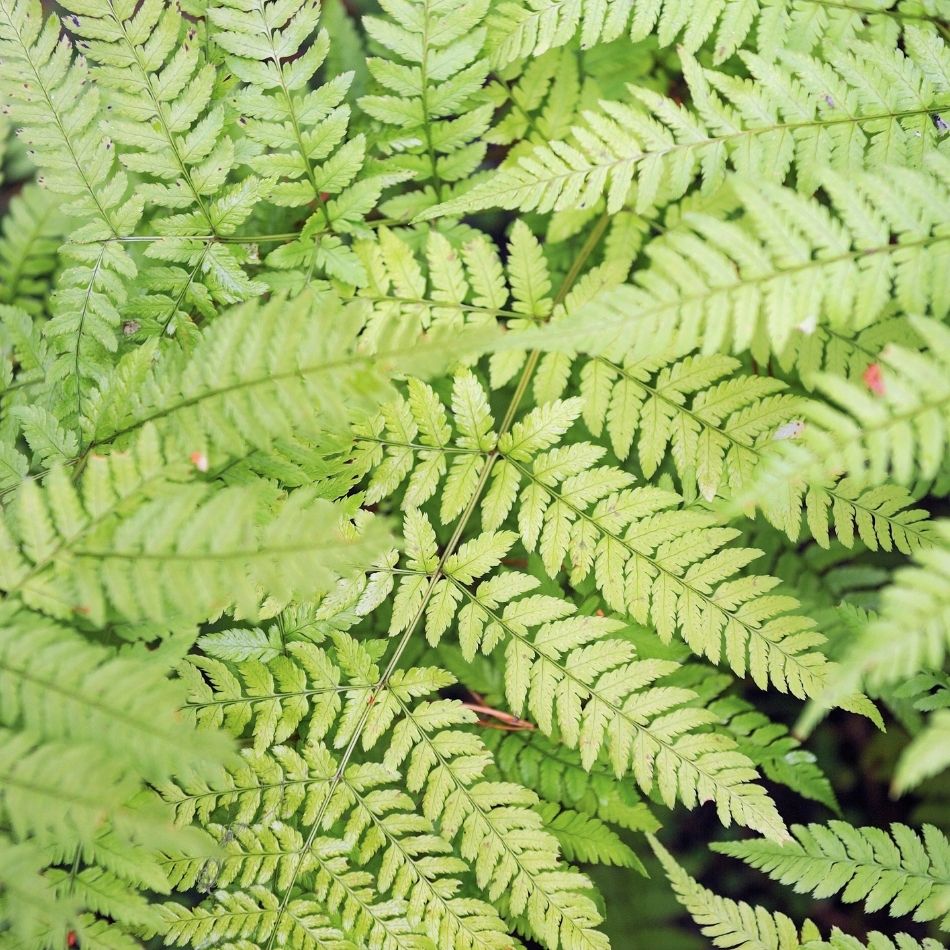 Dryopteris filix-mas