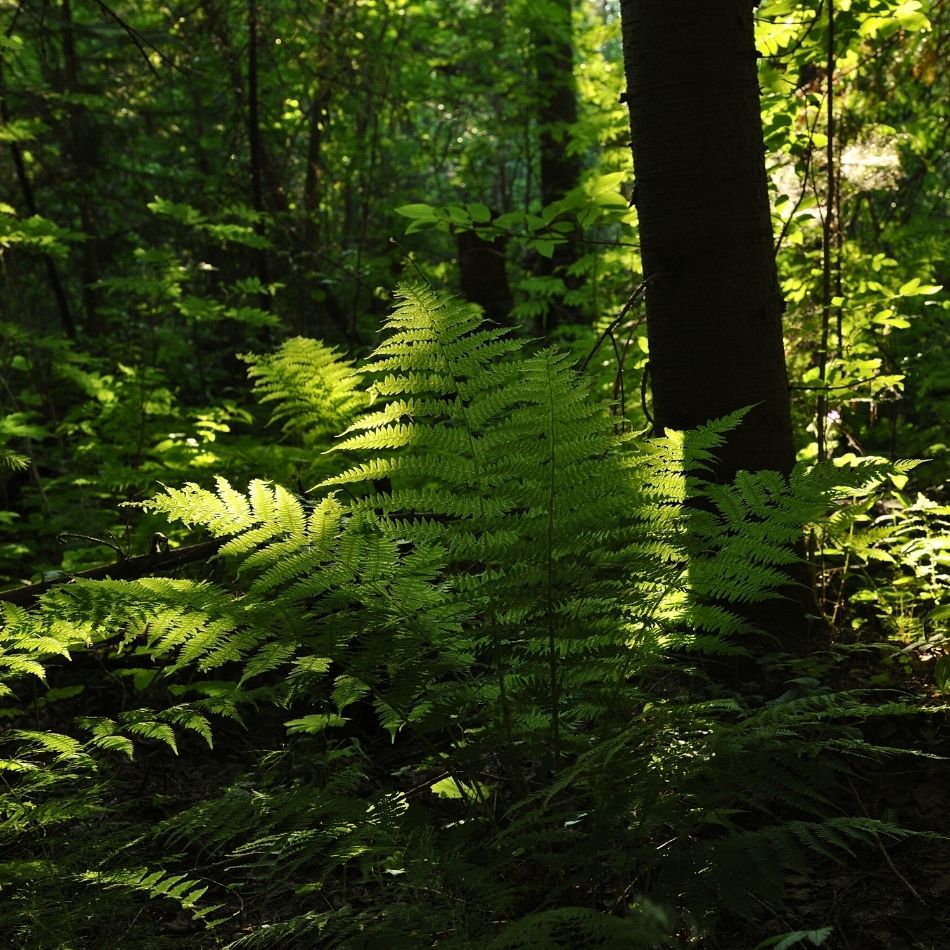 Dryopteris filix-mas
