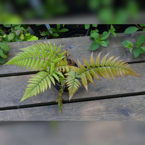 Dryopteris lepidopoda