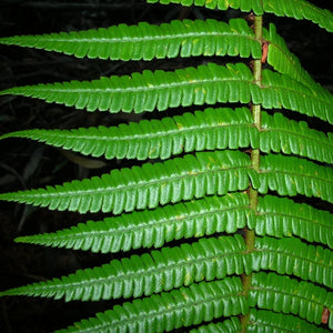 Dryopteris wallichiana