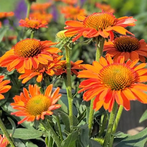 Echinacea ‘Prima Saffron’