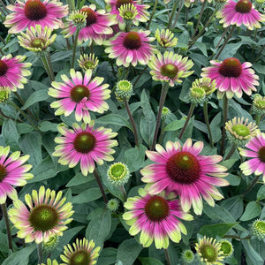 Echinacea ‘Sweet Sandia’