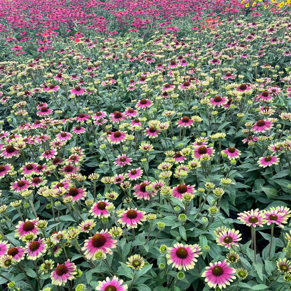 Echinacea ‘Sweet Sandia’