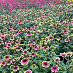 Echinacea ‘Sweet Sandia’