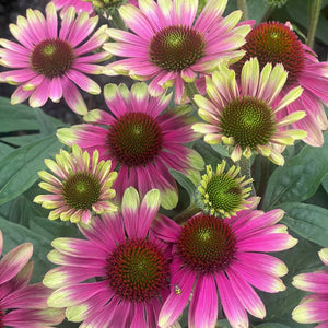 Echinacea ‘Sweet Sandia’
