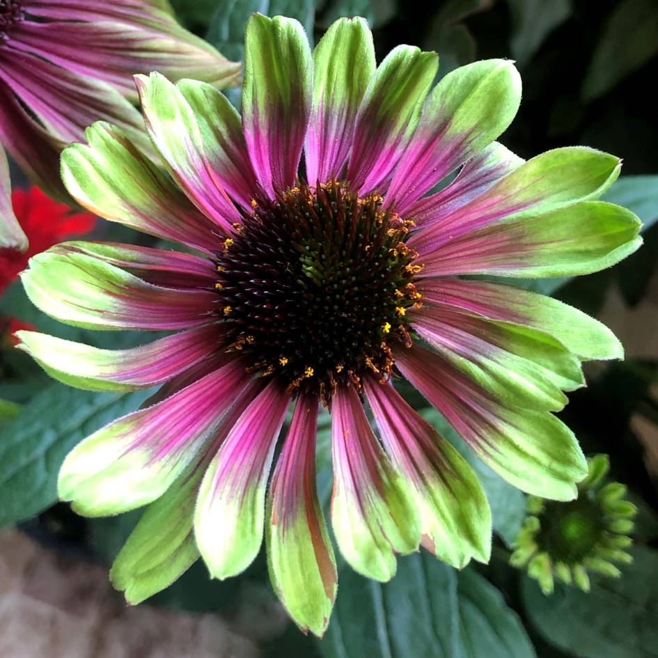 Echinacea ‘Sweet Sandia’