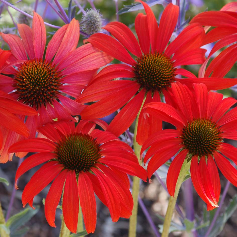 Echinacea ‘Tomato Soup’