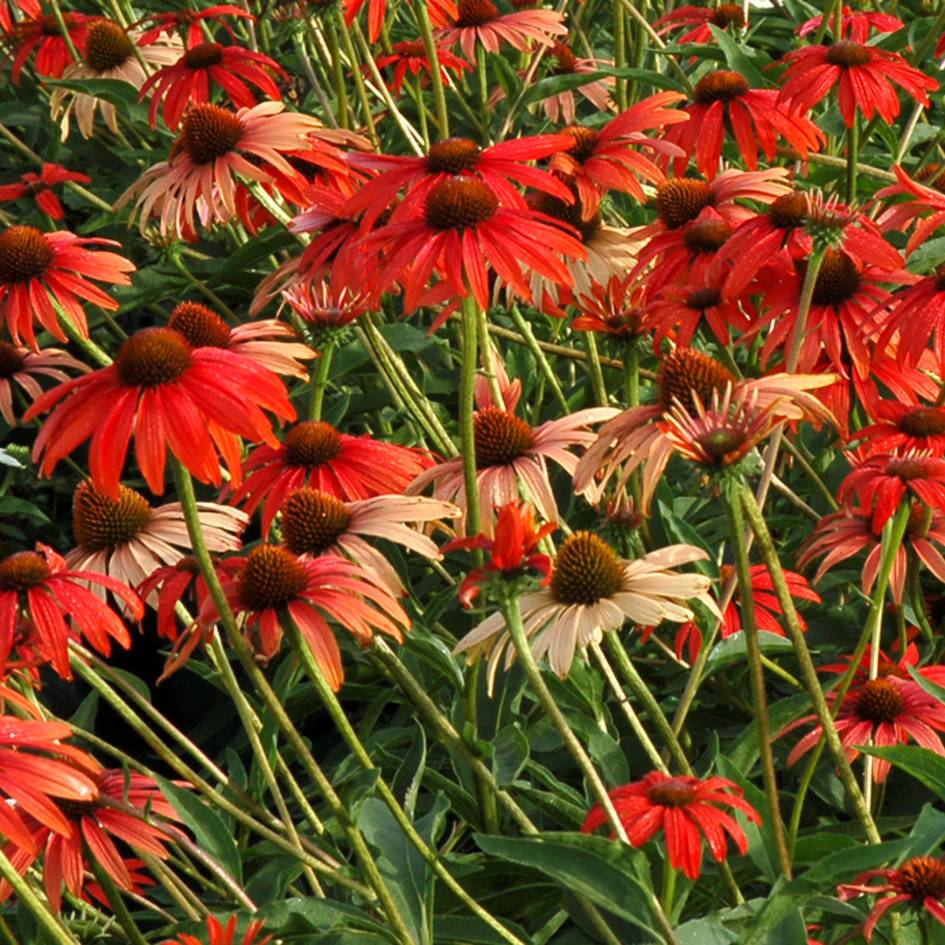 Echinacea ‘Tomato Soup’