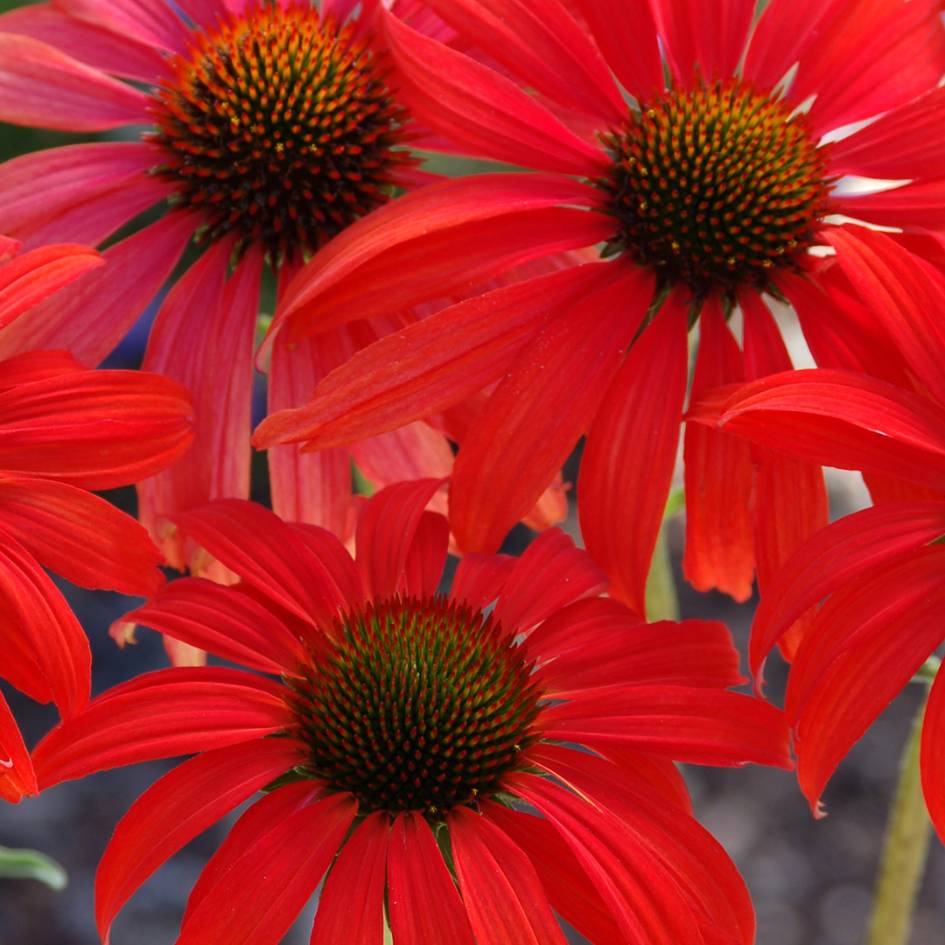 Echinacea ‘Tomato Soup’