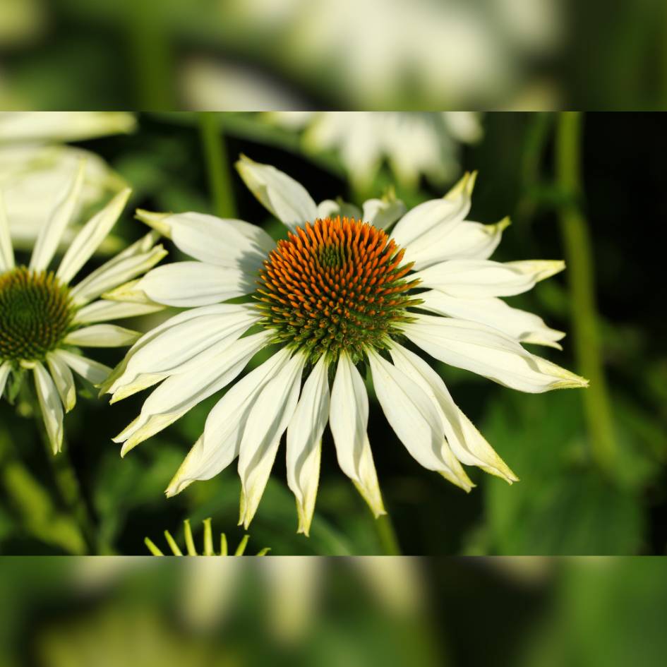 Echinacea purpurea ‘Alba’