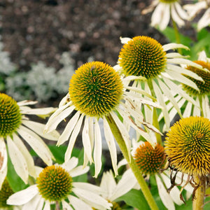 Echinacea purpurea ‘Alba’
