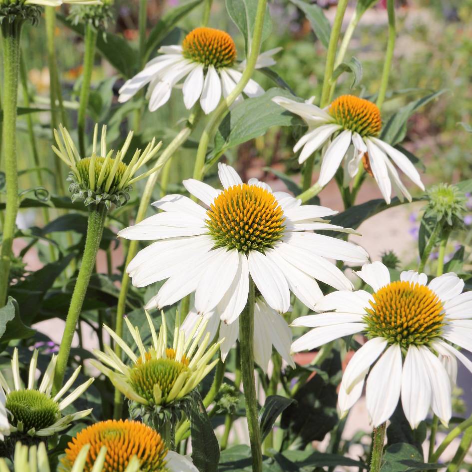 Echinacea purpurea ‘Alba’