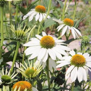 Echinacea purpurea ‘Alba’