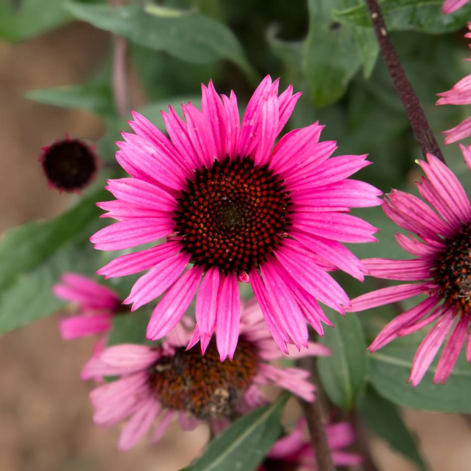 Echinacea purpurea ‘Fatal Attraction’