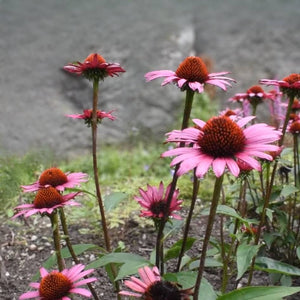 Echinacea purpurea ‘Fatal Attraction’