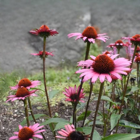 Echinacea purpurea ‘Fatal Attraction’
