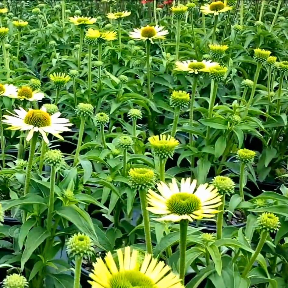 Echinacea purpurea ‘Green Jewel’