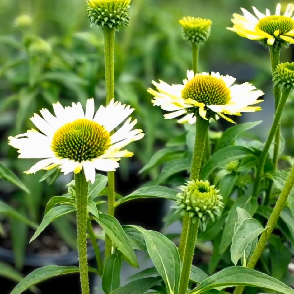 Echinacea purpurea ‘Green Jewel’