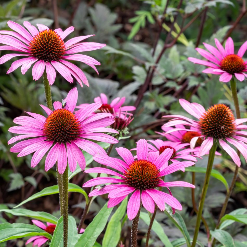 Echinacea purpurea ‘Magnus’