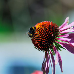 Echinacea purpurea ‘Magnus’