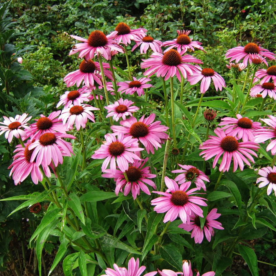 Echinacea purpurea ‘Magnus’