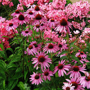 Echinacea purpurea ‘Magnus’