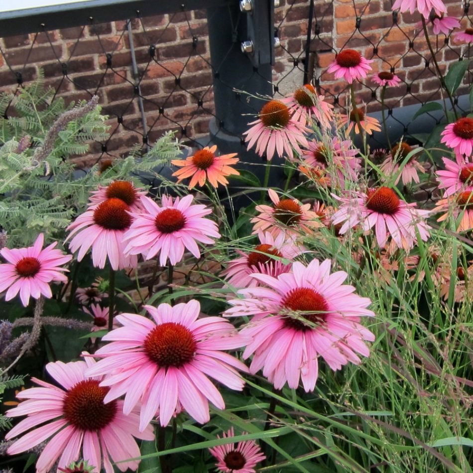 Echinacea purpurea ‘Magnus’