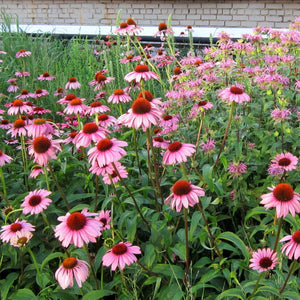 Echinacea purpurea ‘Magnus’
