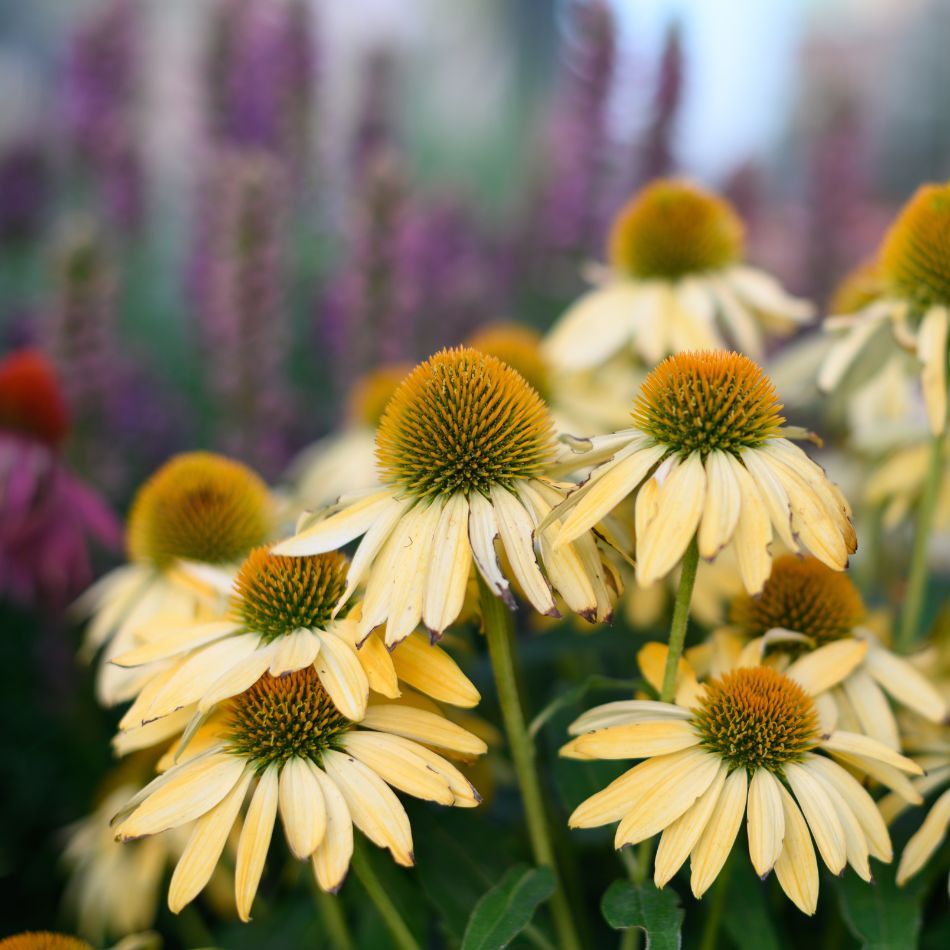 Echinacea purpurea ‘White Swan’