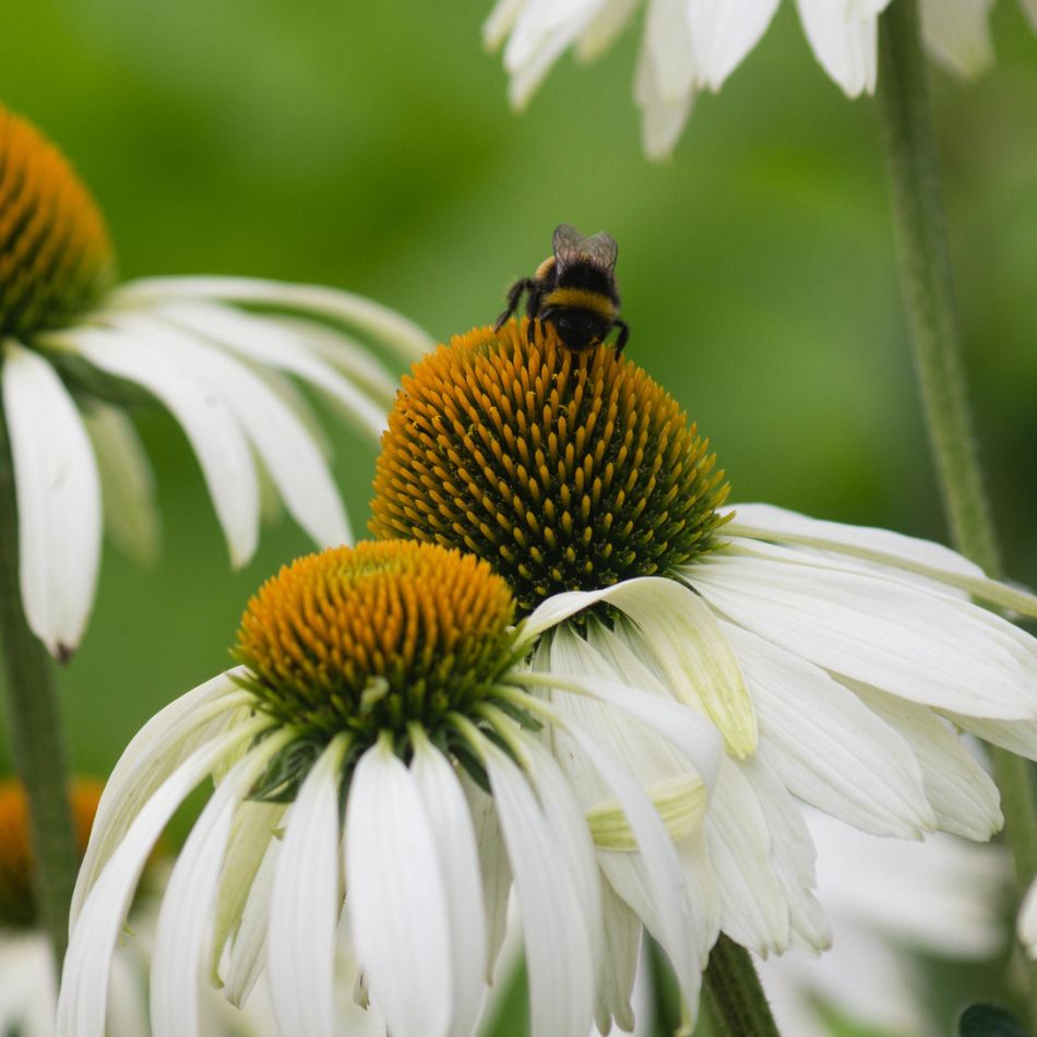 Echinacea purpurea ‘White Swan’