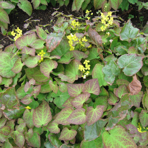 Epimedium × perralchicum ‘Fröhnleiten’