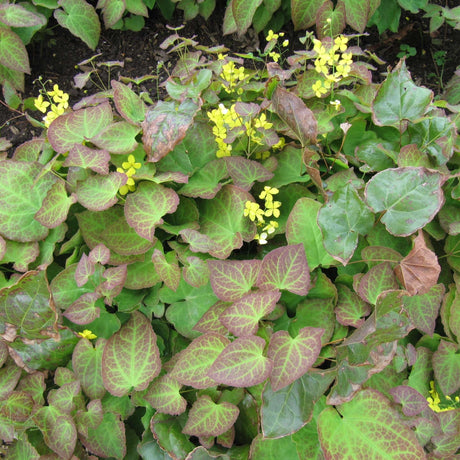Epimedium × perralchicum ‘Fröhnleiten’