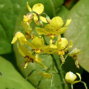 Epimedium × perralchicum ‘Fröhnleiten’