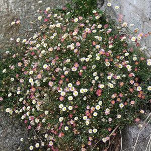 Erigeron karvinskianus