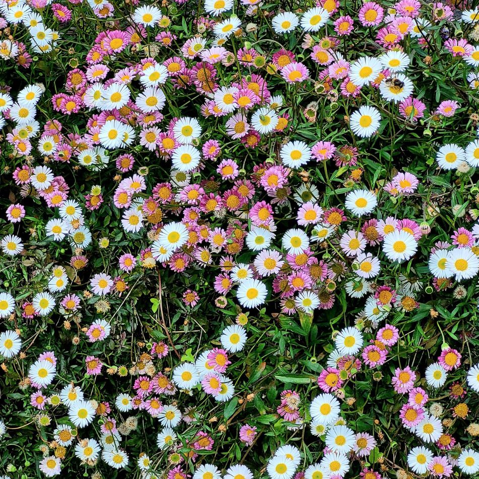 Erigeron karvinskianus