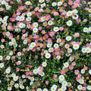 Erigeron karvinskianus