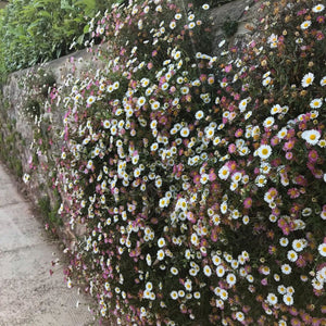 Erigeron karvinskianus